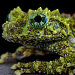 moss frog